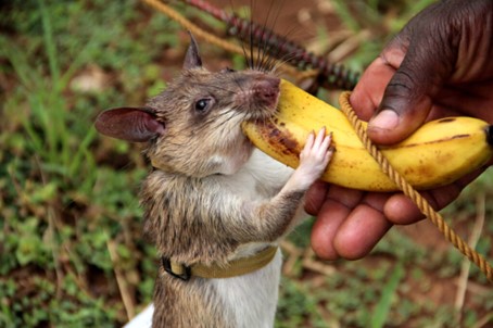 Rats : outil non conventionnel de neutralisation des explosifs et munitions
